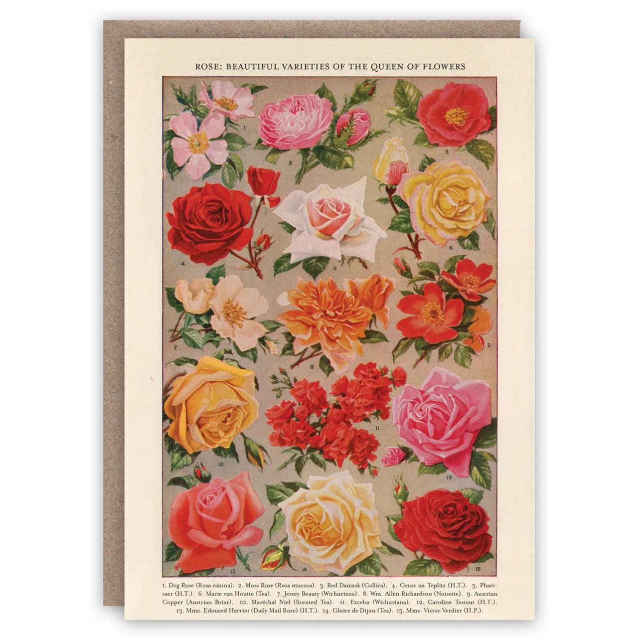roses
