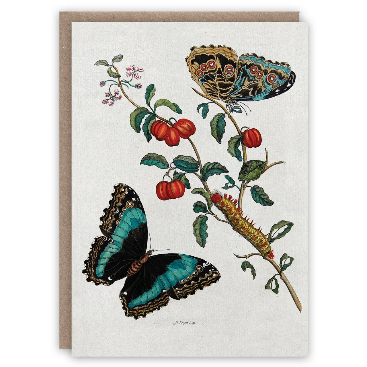 caterpillar-and-butterfly