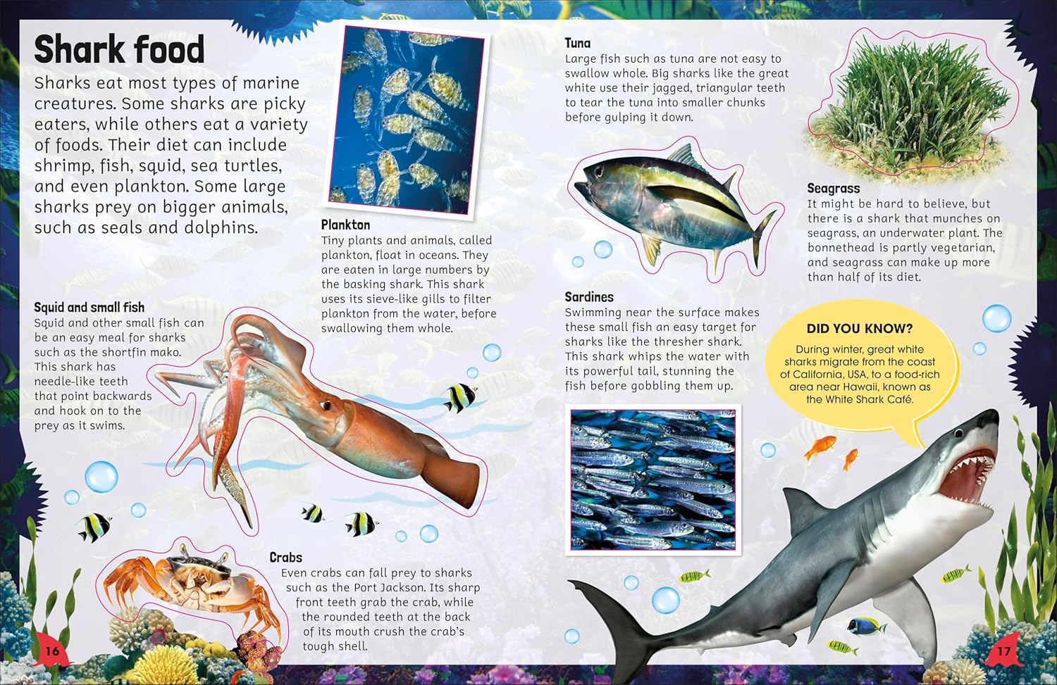 Sticker Encyclopedia Sharks | DK
