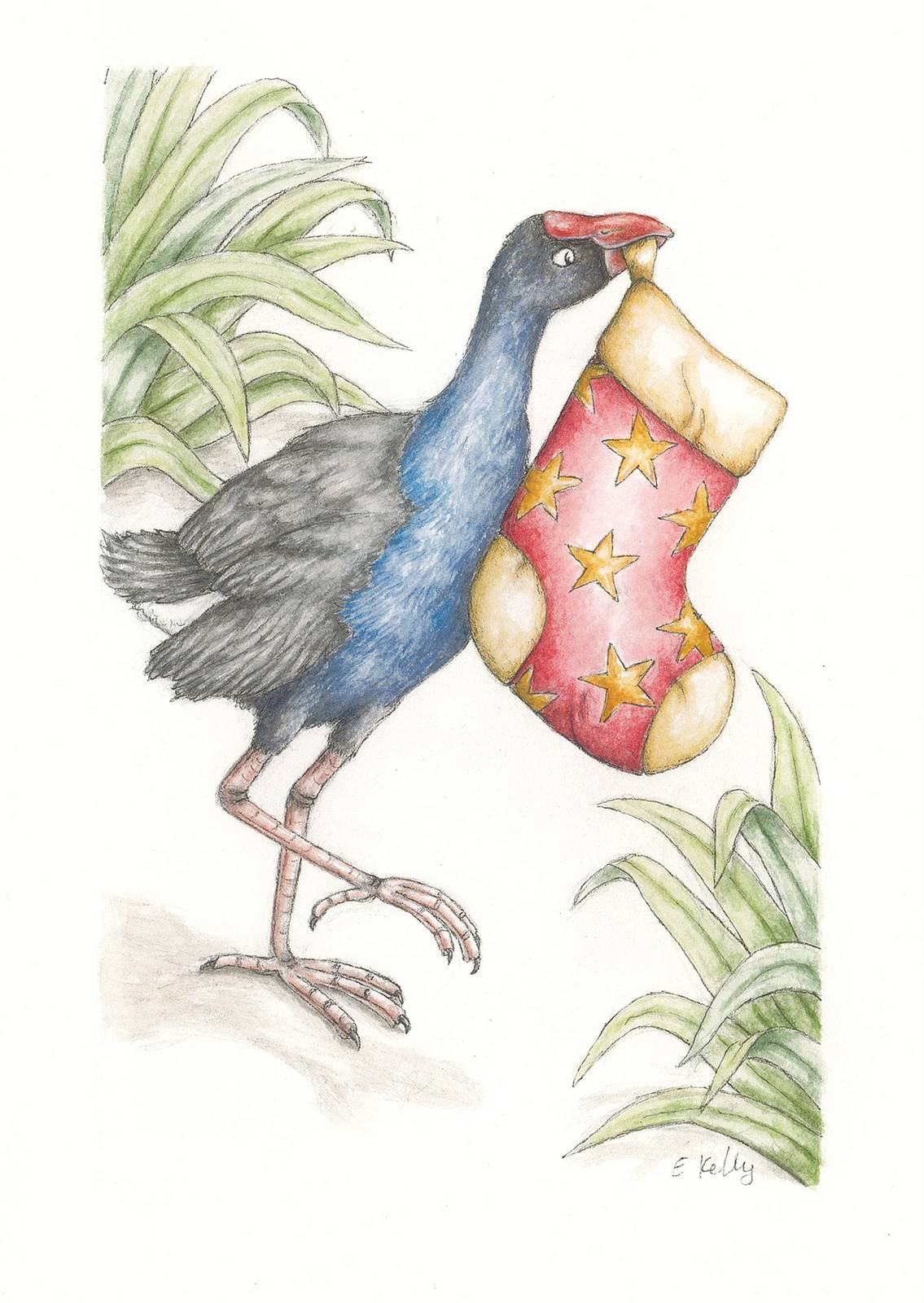 pukeko-with-stocking