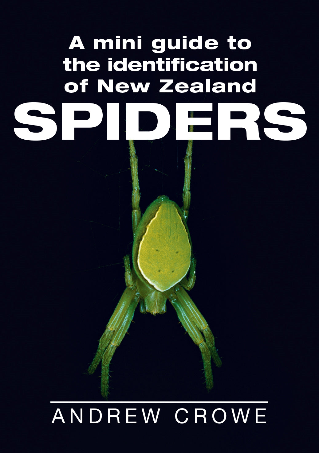 mini-guide-to-nz-spiders-andrew-crowe