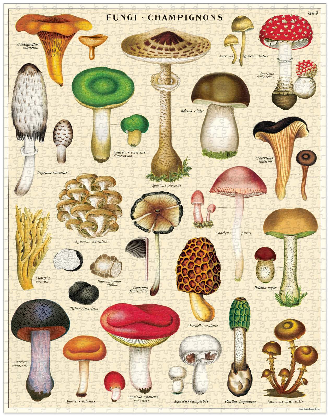 cavallini-co-foraging-1000-pce-vintage-puzzle-1