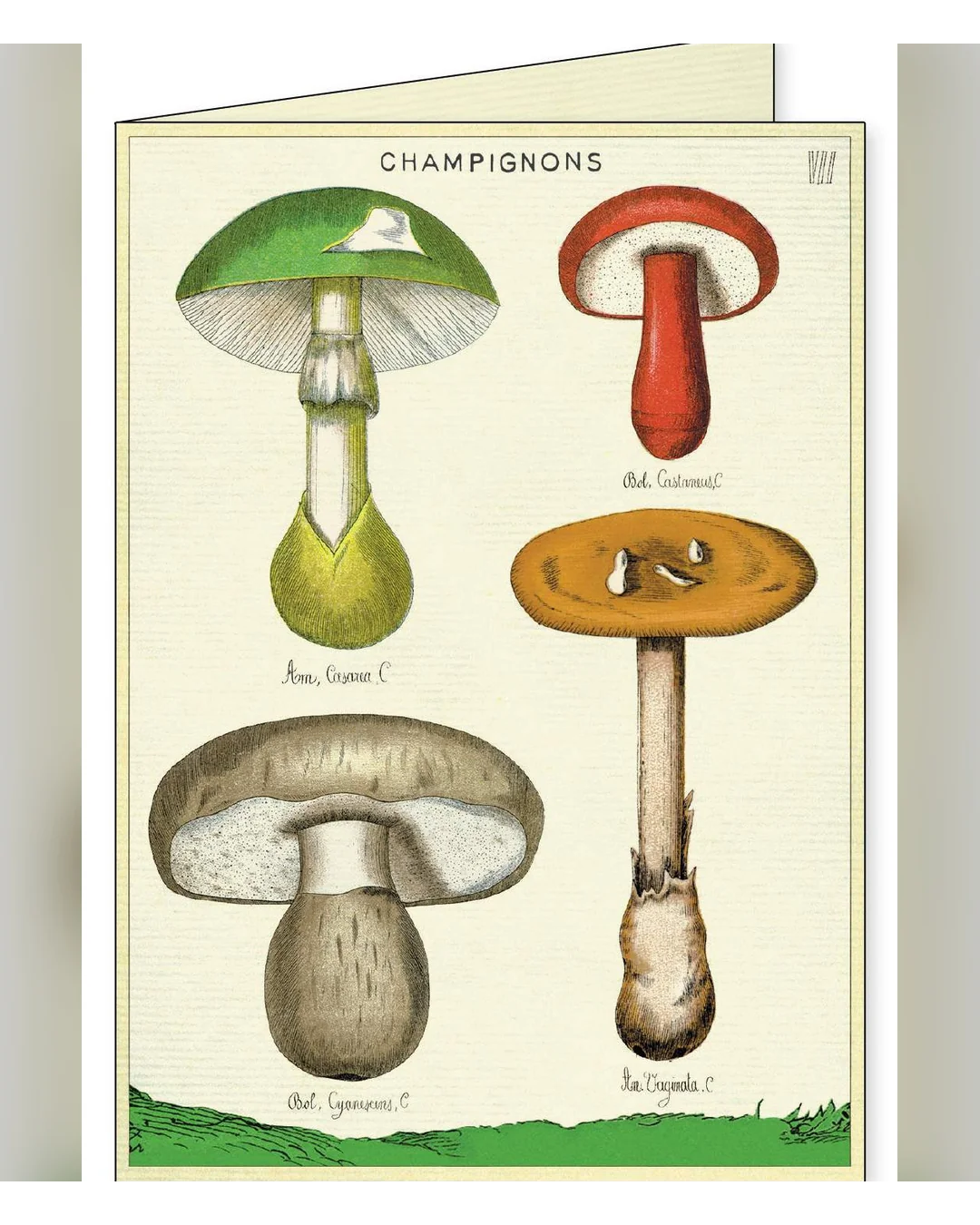 foraging-boxed-notecard-4-x-2