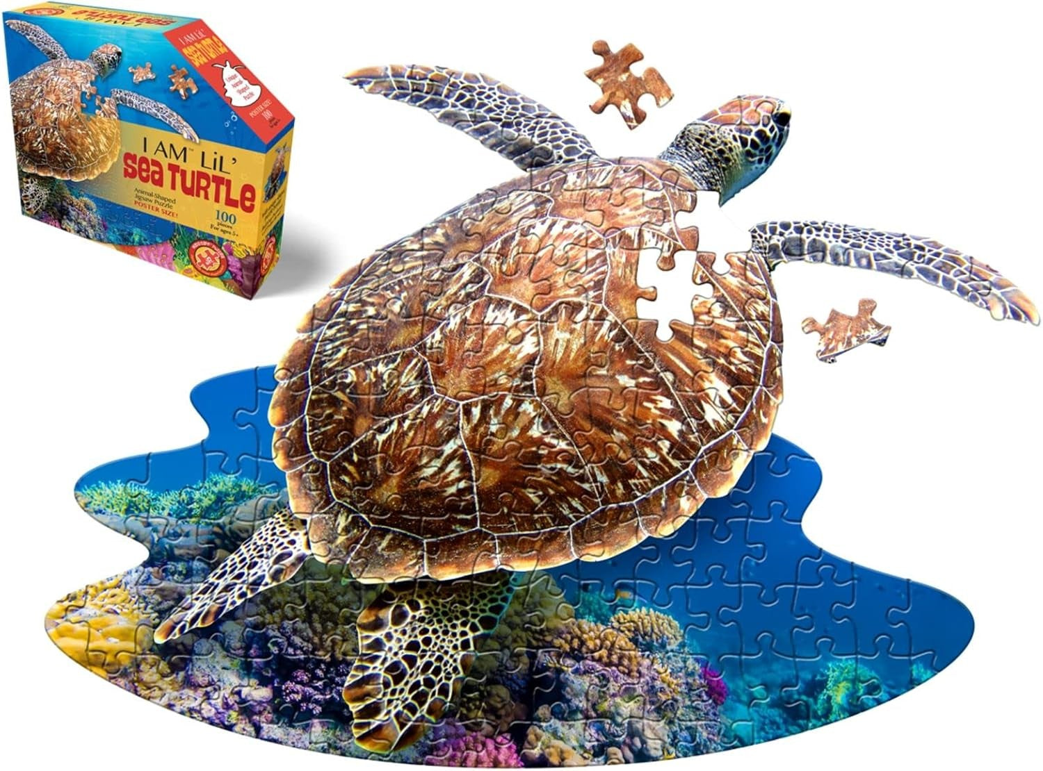I Am Lil' Sea Turtle - 100pc