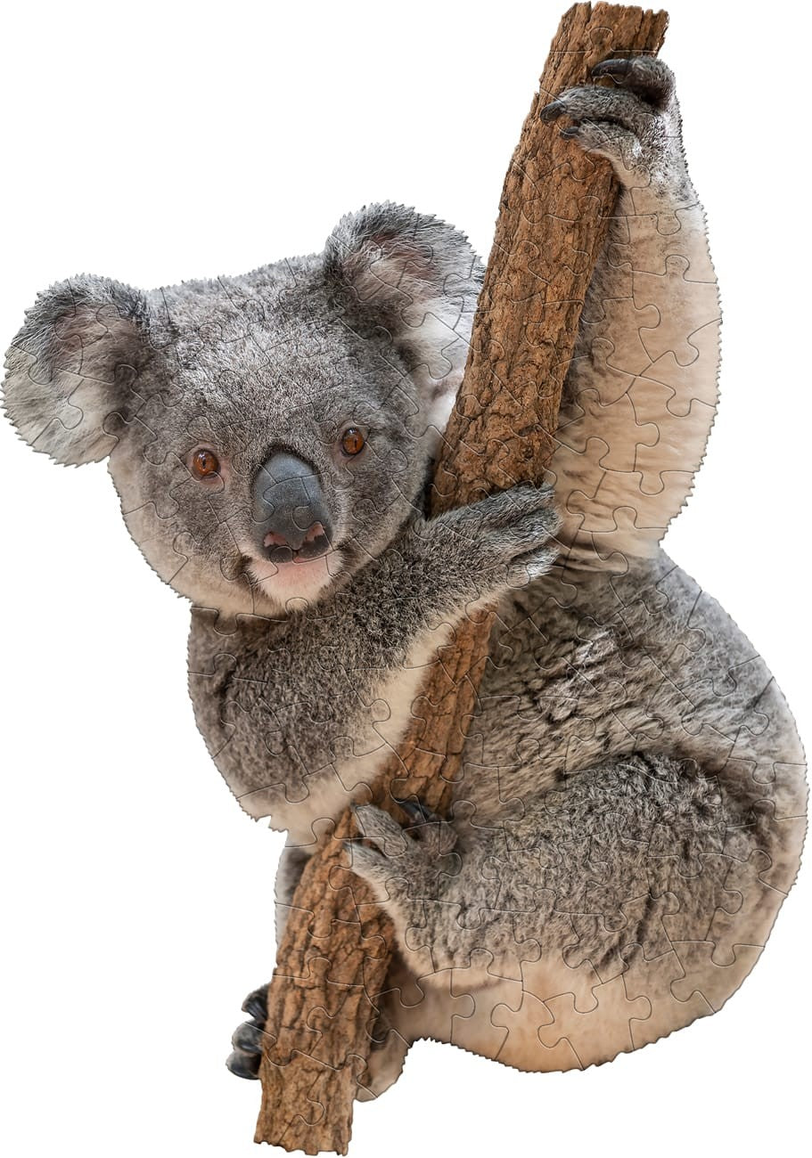 I Am Lil' Koala - 100pc