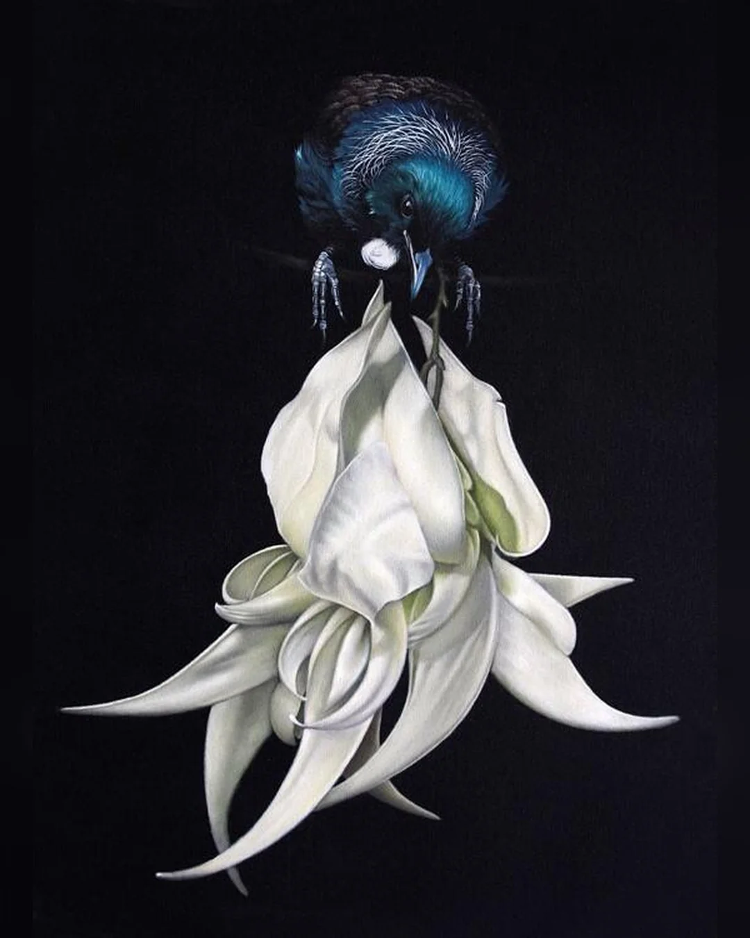 Tui And White Kakabeak