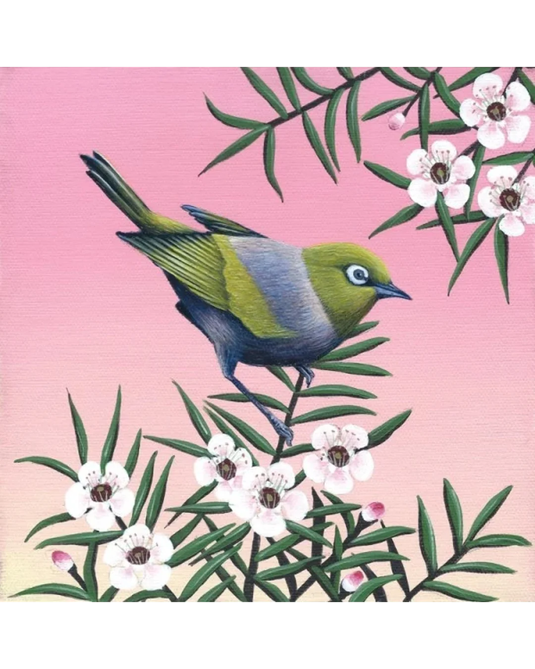 Waxeye On Manuka