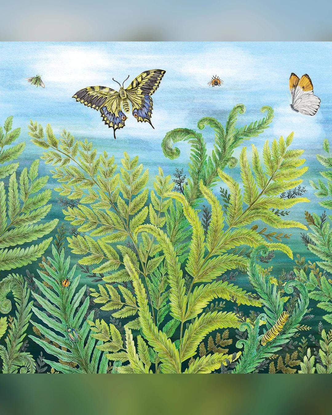 wild-ferns