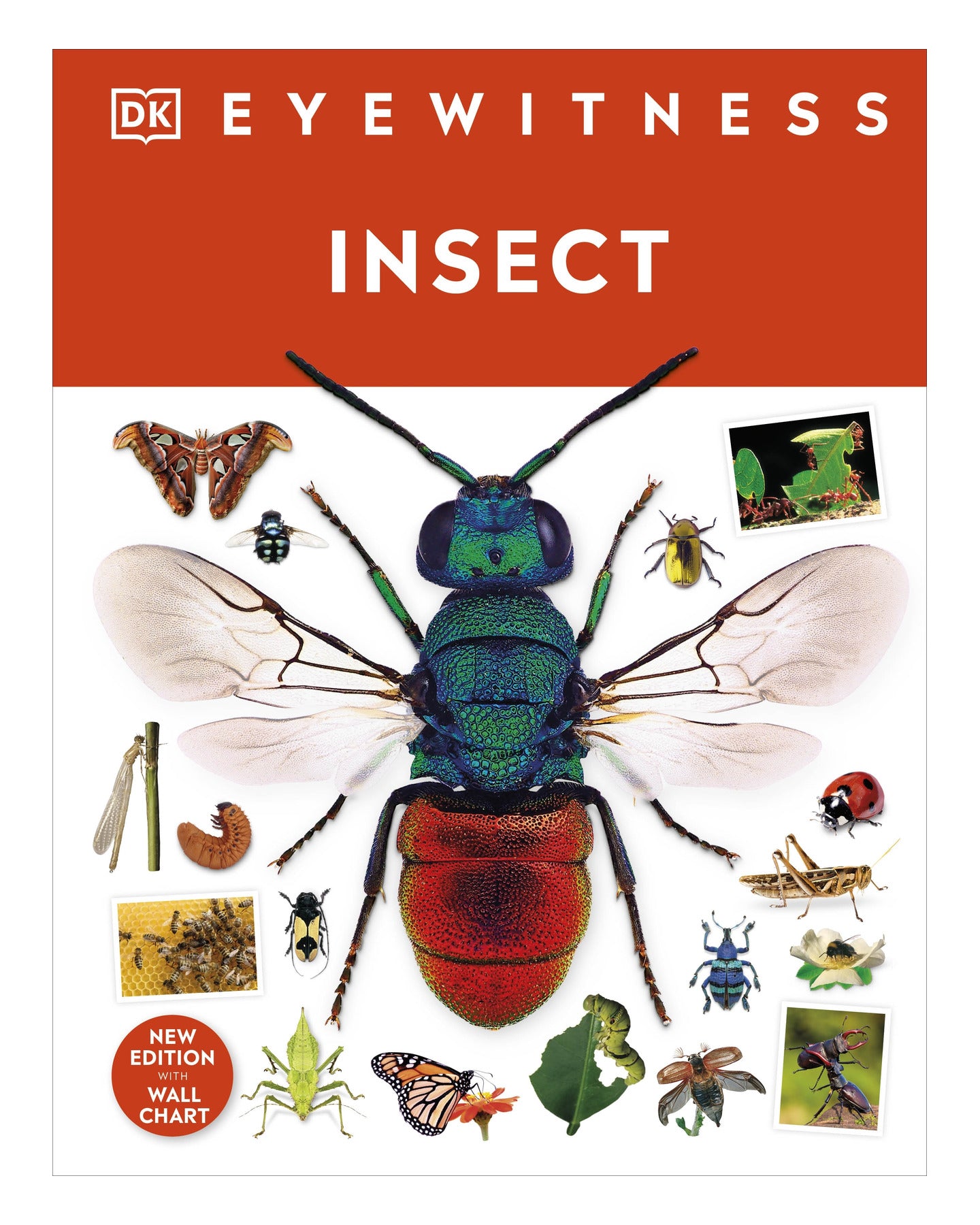 Insect by DK