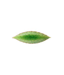 Costa Nova Riviera 18 cm Leaf Plate – Green