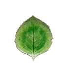 Costa Nova Riviera 22 cm Leaf Plate – Green