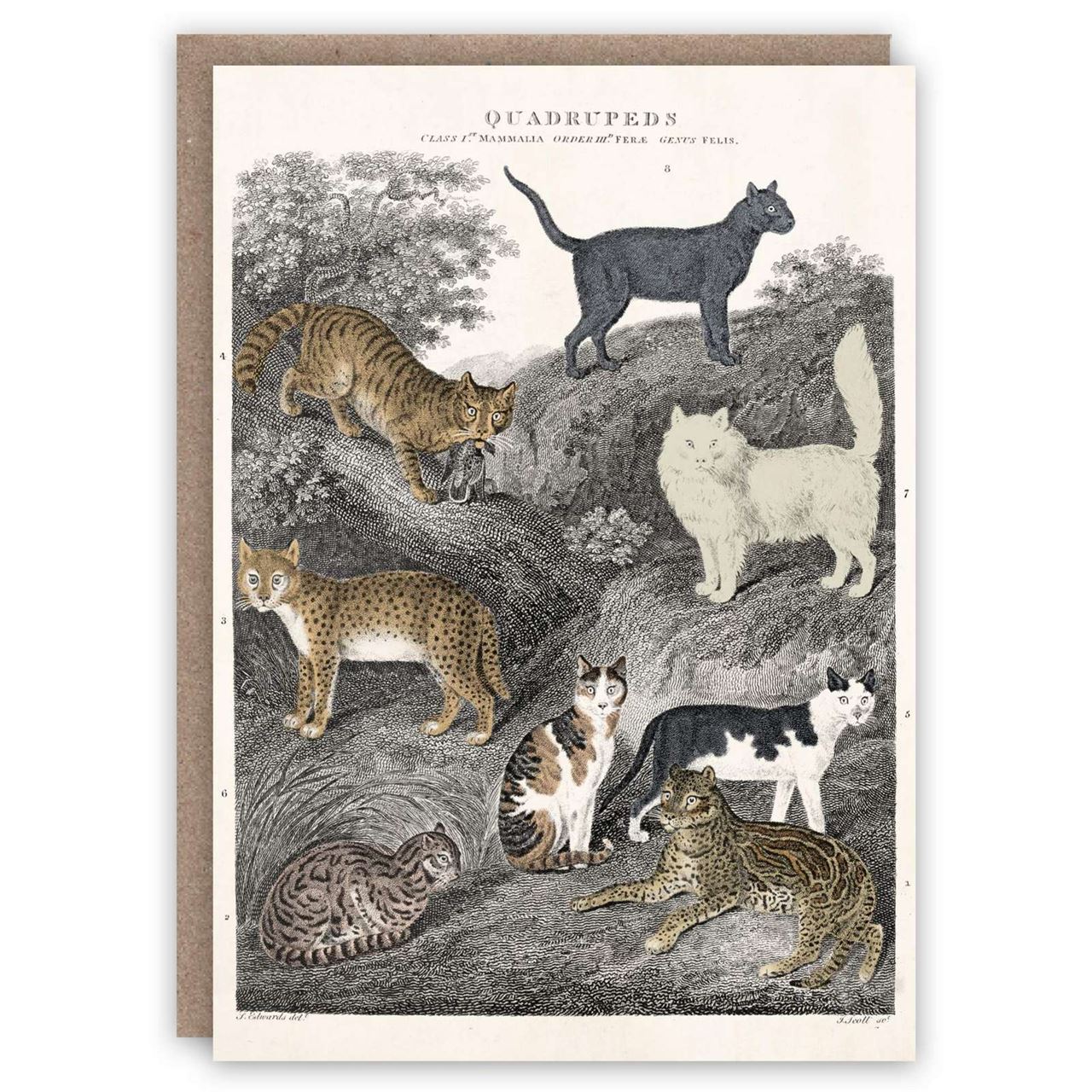 cats