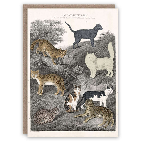 Cats - Card