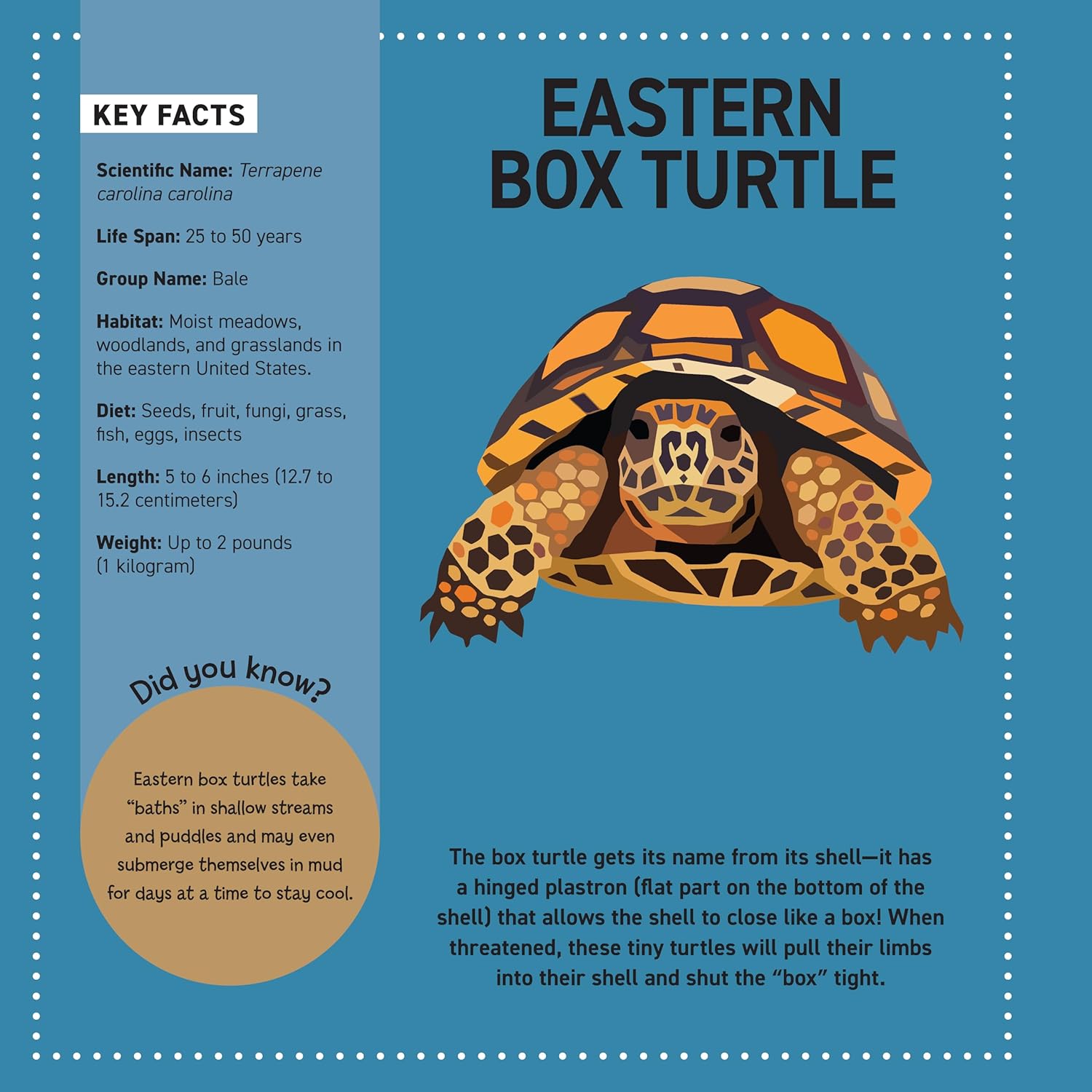 My Sticker Paintings: Reptiles (10 Awesome Animals)