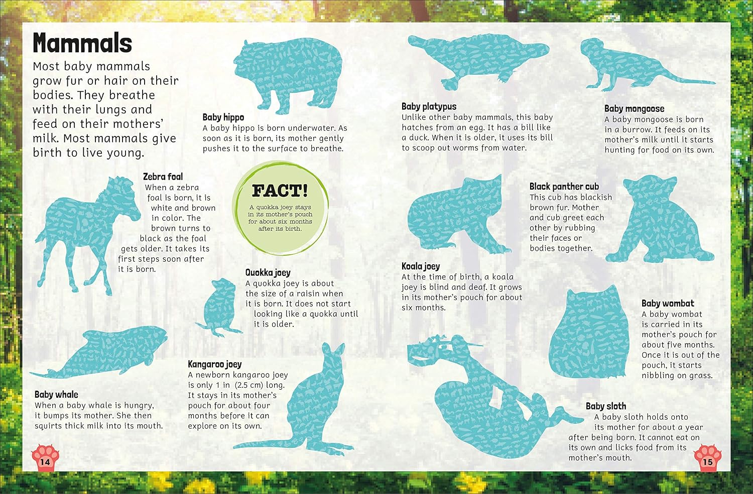 Sticker Encyclopedia: Baby Animals | DK