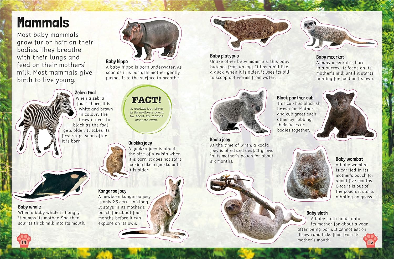 Sticker Encyclopedia: Baby Animals | DK
