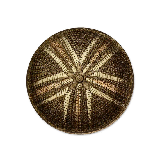Kina - Coaster