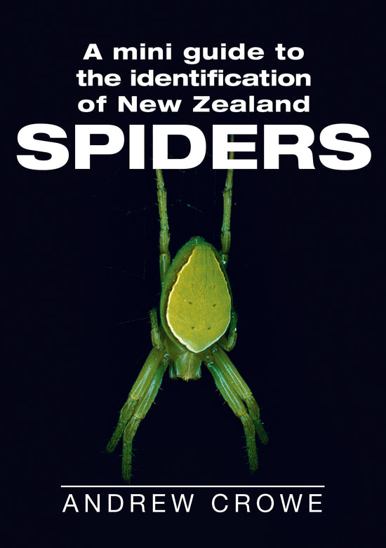 Mini Guide to NZ Spiders: Andrew Crowe