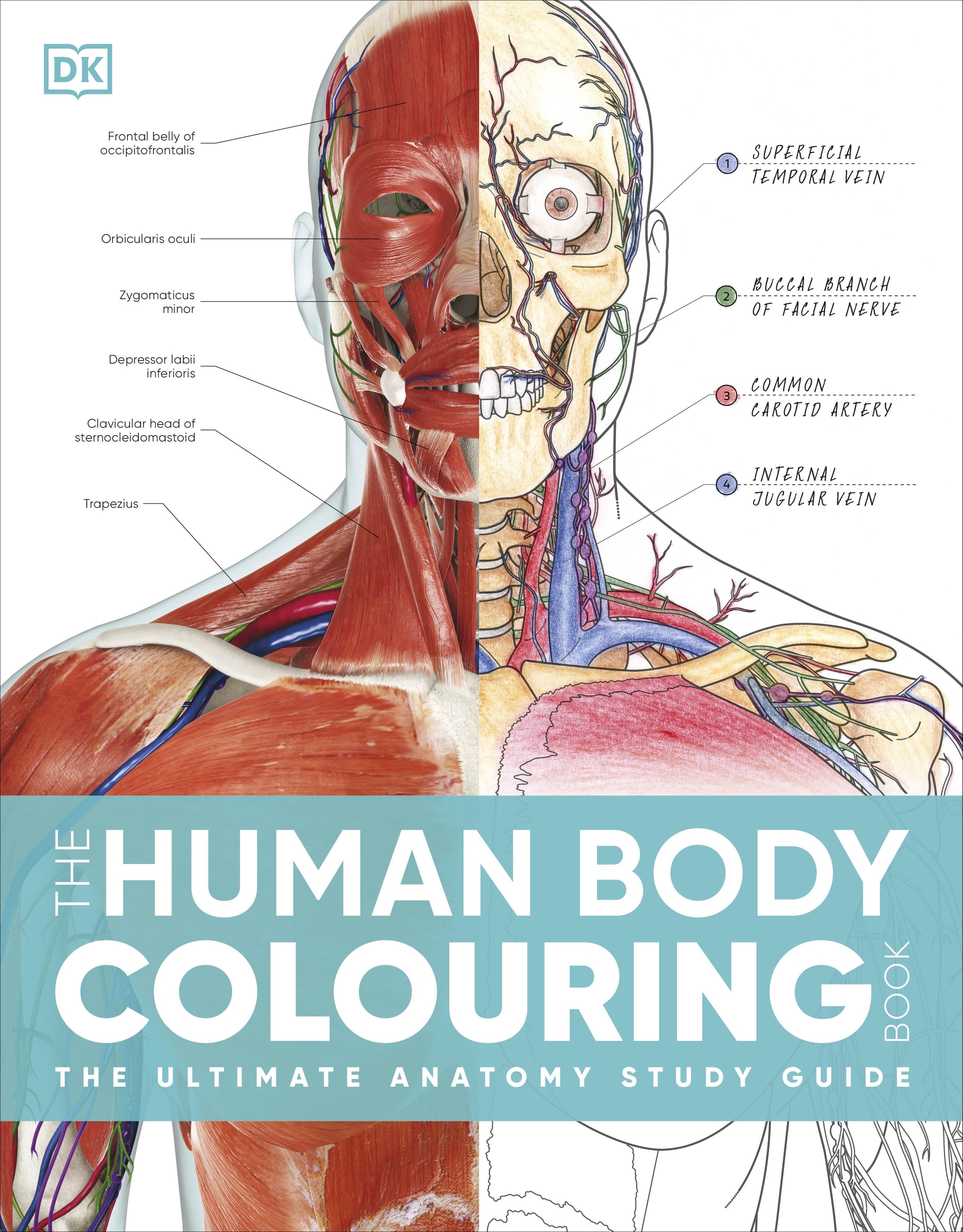 dk-human-body-colouring-book