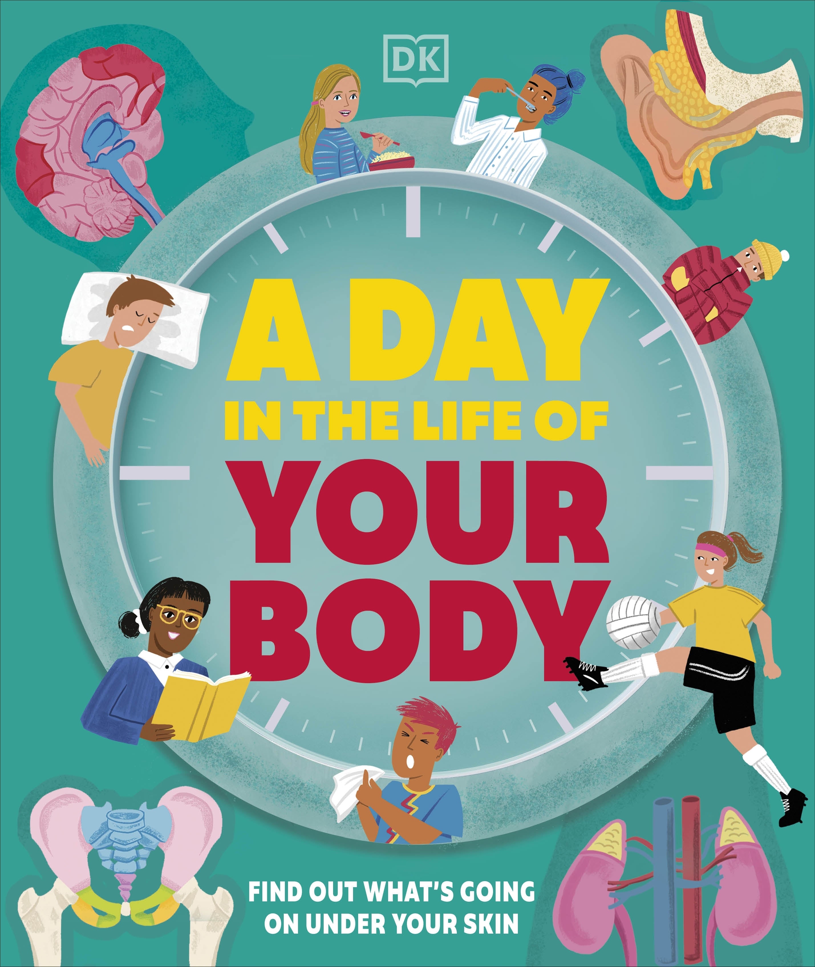 a-day-in-the-life-of-your-body-dk