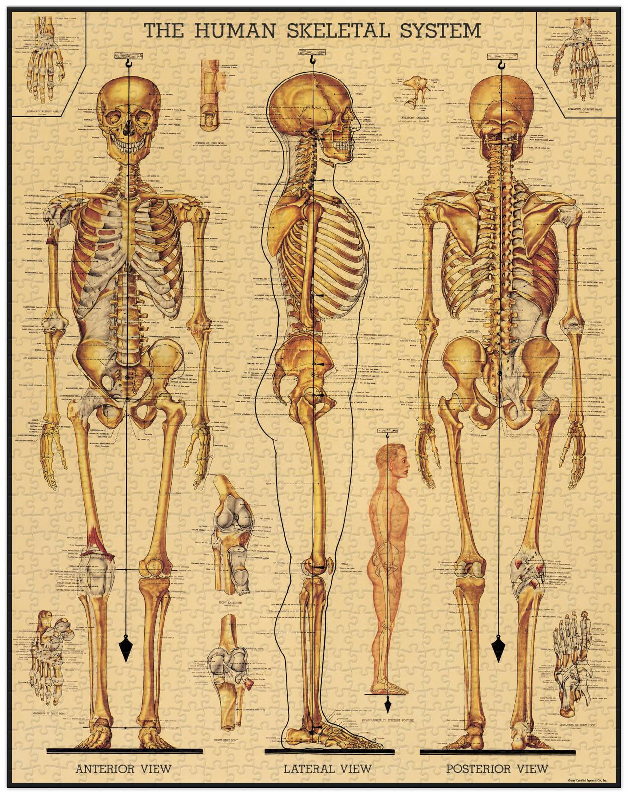 cavallini-co-skeletal-system-1000-pce-vintage-puzzle