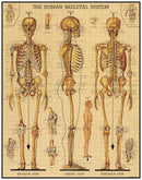 cavallini-co-skeletal-system-1000-pce-vintage-puzzle