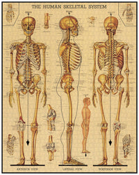 cavallini-co-skeletal-system-1000-pce-vintage-puzzle