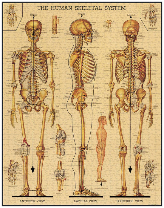 Cavallini & Co - Skeletal System 1000 Pce - Vintage Puzzle
