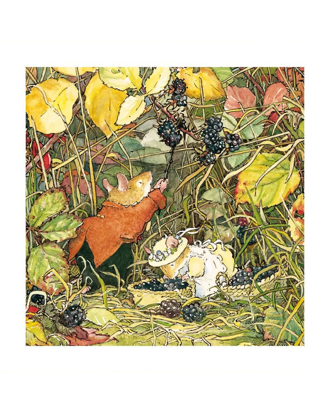 blackberry-picking