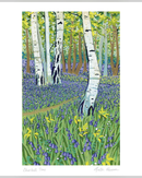 bluebell-time