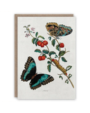 caterpillar-and-butterfly
