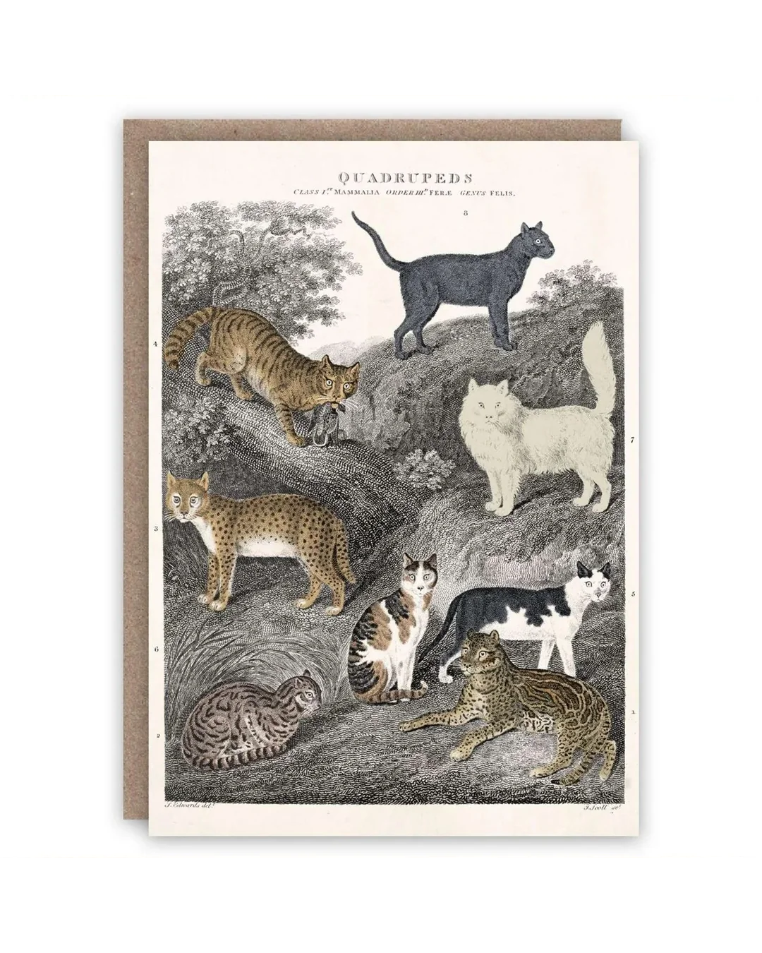 cats