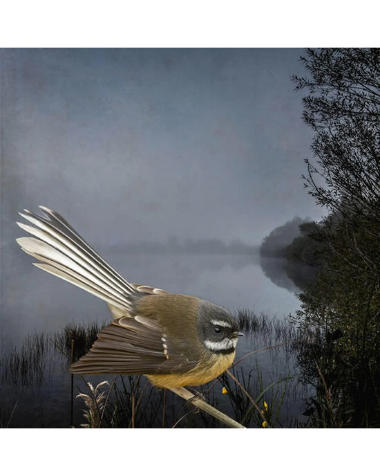 Fantail Fantasy