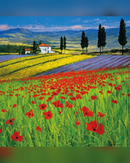 field-of-dreams