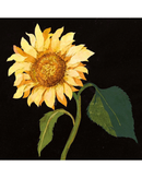 flowers-pack-notecard-5-x-4