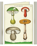foraging-boxed-notecard-4-x-2