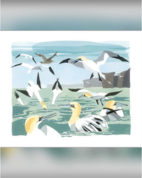 d-gannets
