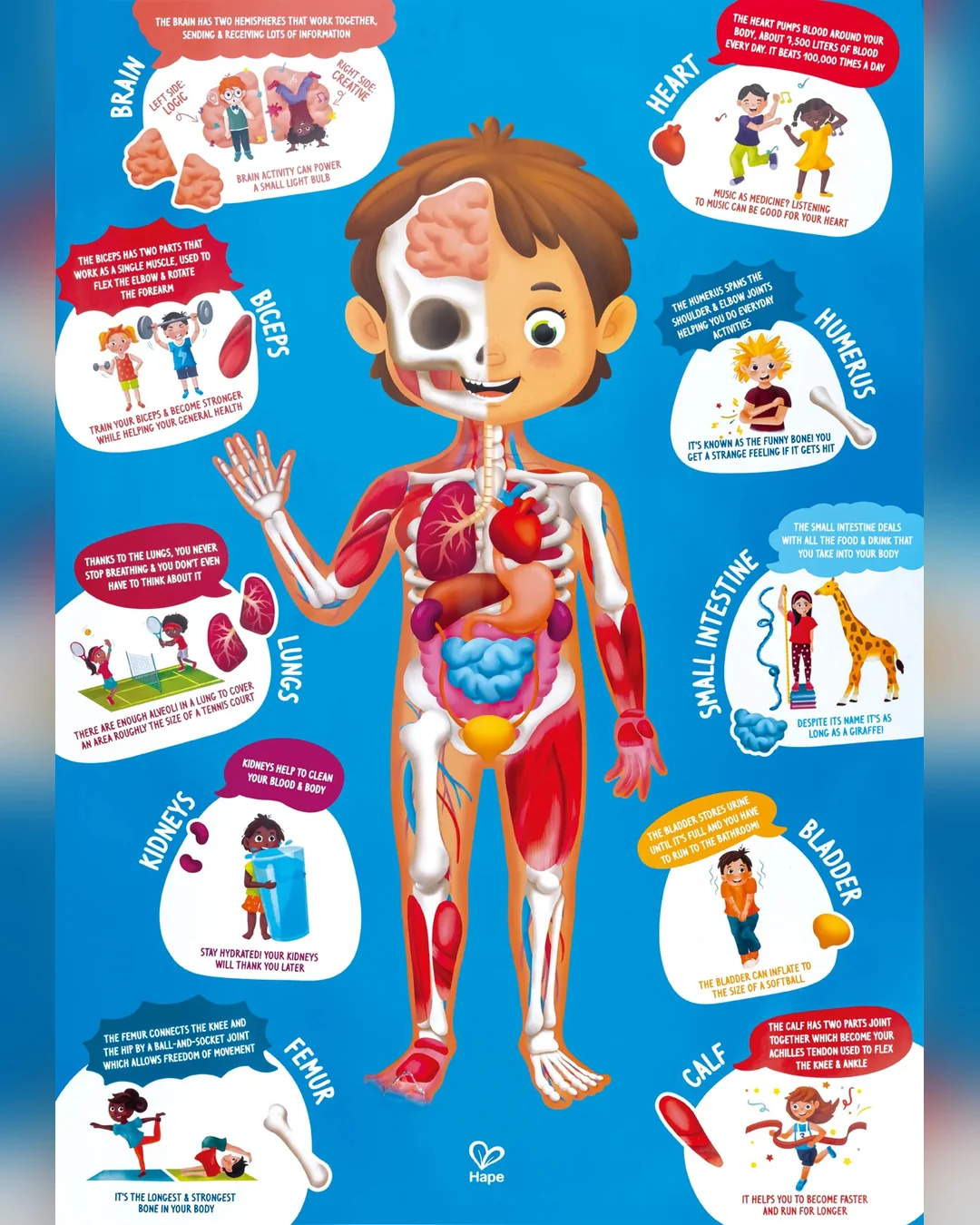 hape-50pc-human-body-puzzle