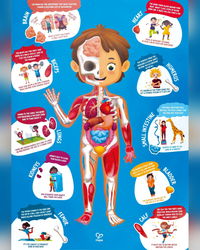 hape-50pc-human-body-puzzle