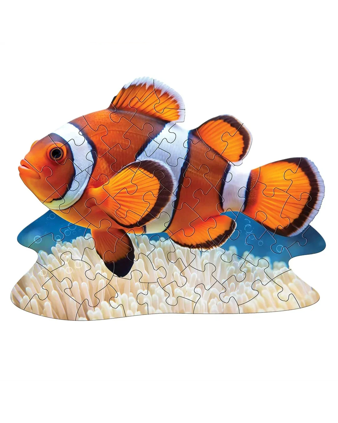 I Am Lil' Clown Fish - 48pc