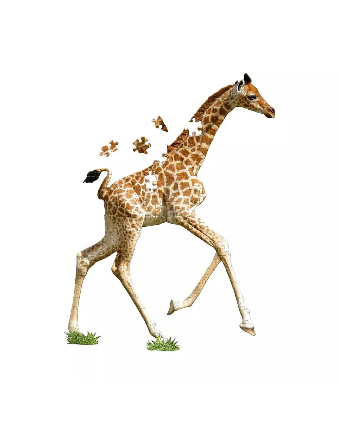 I Am Lil' Giraffe - 100pc