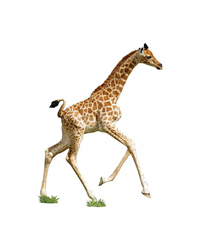 I Am Lil' Giraffe - 100pc