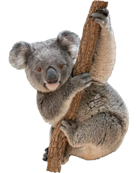 I Am Lil' Koala - 100pc