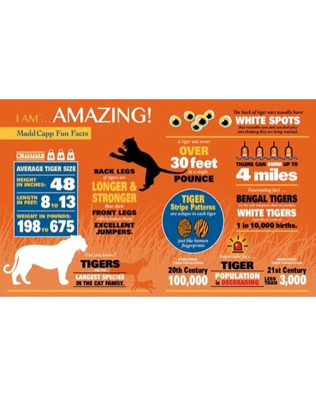 I Am Tiger - 300pc