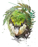 Kakapo Manuka