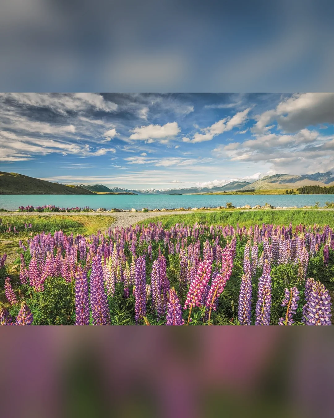 Clementoni Lupins at Lake Tekapo 1500-Piece Jigsaw Puzzle-2
