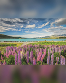 Clementoni Lupins at Lake Tekapo 1500-Piece Jigsaw Puzzle-2