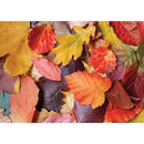 Magnolia Colorful Leaves 1000pc Jigsaw Puzzle