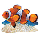 I Am Lil' Clown Fish - 48pc