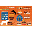 I Am Tiger - 300pc